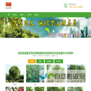 大型彩叶苗木_绿化苗木_草花种植基地-河北百盛苗木(免费苗木报价)