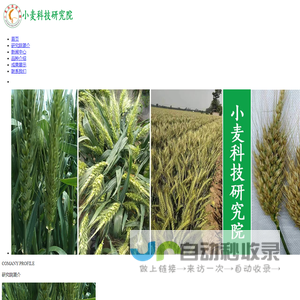 小麦科技研究中心-小麦科技研究院