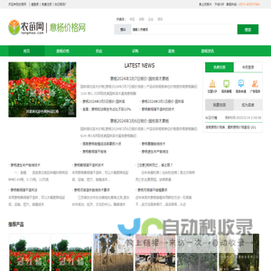 意杨价格_意杨图片-农苗网