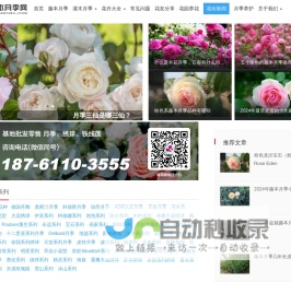 藤本月季网-月季知识分享网站-月季苗批发基地