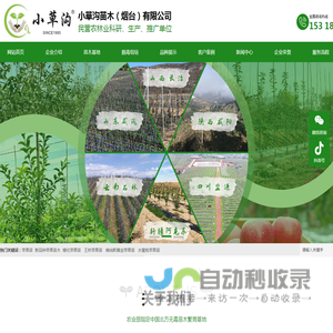 苹果苗-苹果苗新品种-矮化苹果苗-莱州小草沟苗木基地